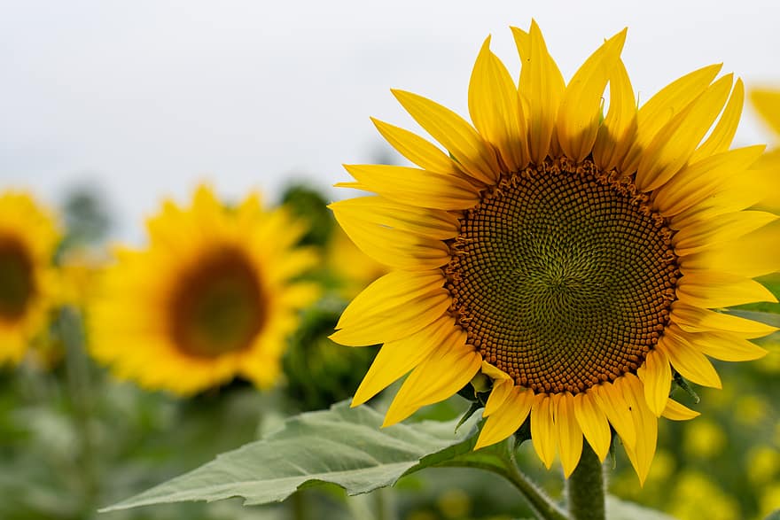 sunflower, field, nature, yellow, flowers, garden, organic, outdoors, growth, natural, bloom