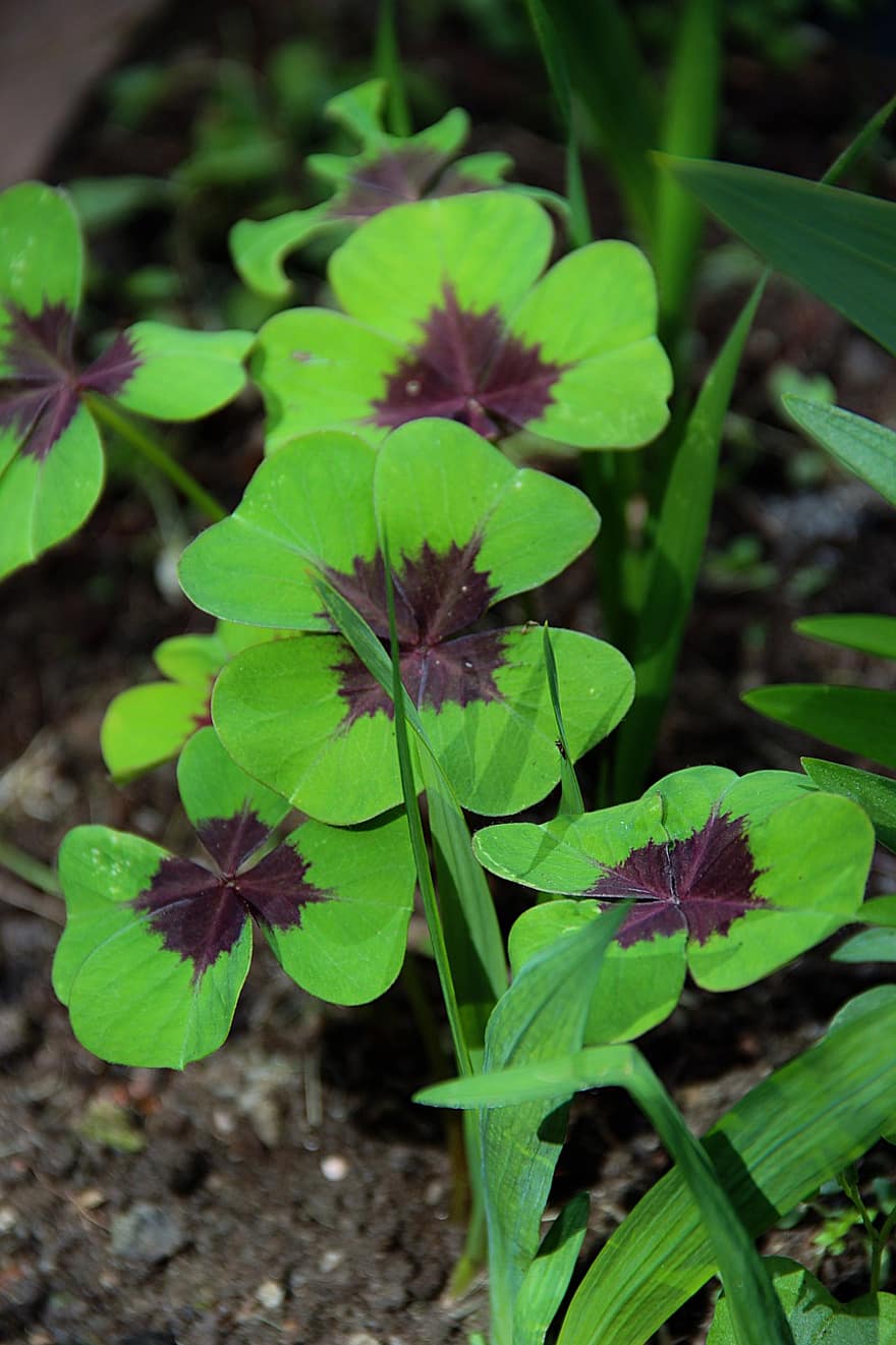 Lucky Clover, Clover, Meadow, Plant, Flora, Garden, leaf, green color, close-up, summer, growth