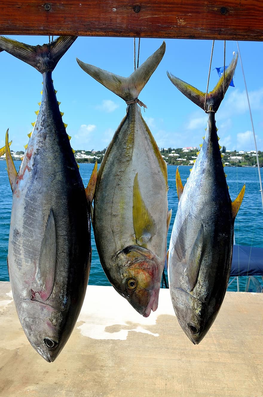 Thunfisch, Fisch, frische Meeresfrüchte