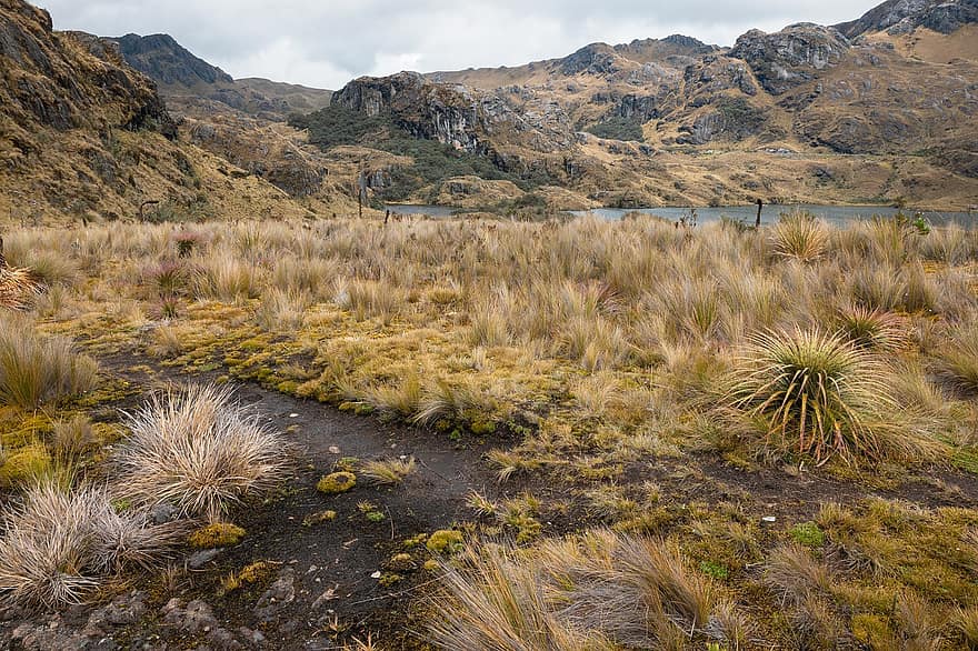 Nature, Travel, Exploration, Outdoors, Cajas, Mountain, Forest, Hike, landscape, grass, summer