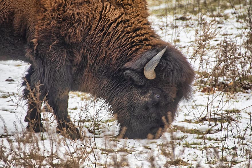 Bison, Buffalo, Animal, Horns, American, Nature, Graze, Wild, Mammal, Prairie, Beast