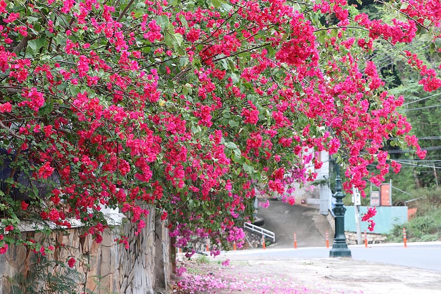 stradă, flori, bougainvillea, a inflori, floare, plantă, vară, copac, culoarea roz, frunze, inflori