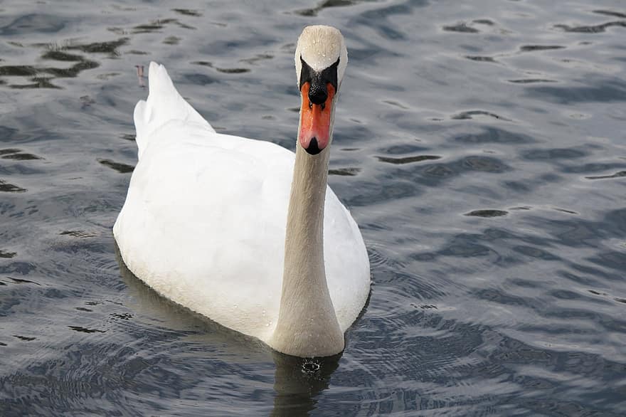 Swan, Bird, Lake, Beauty, Water, Portrait, feather, beak, pond, animals in the wild, water bird