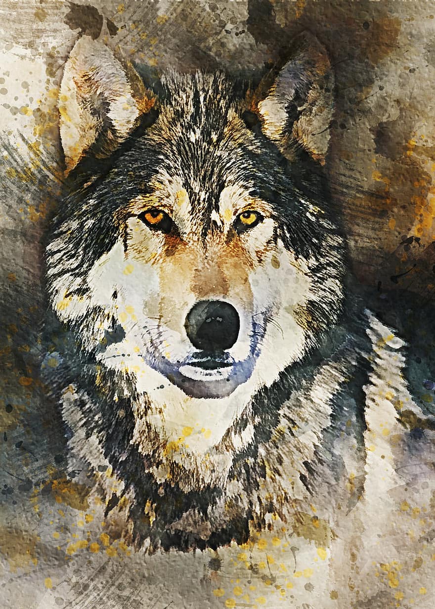 Loup gris, mammifère, faune, prédateur, animal, la nature, sauvage, canin, créature, chasseur, dangereux