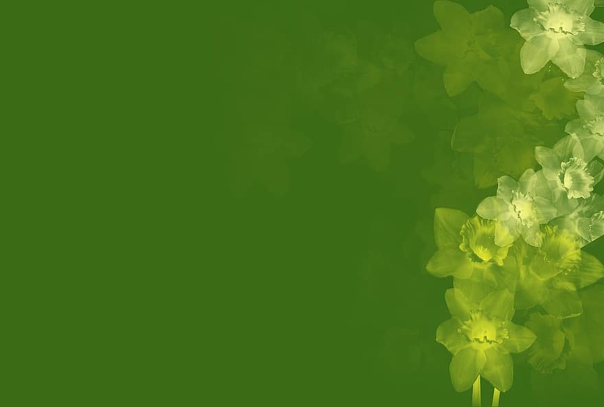 fondo, verde, primavera, Pascua de Resurrección, las flores, narciso, amarillo, resumen, papelería, tarjeta de felicitación, papel pintado