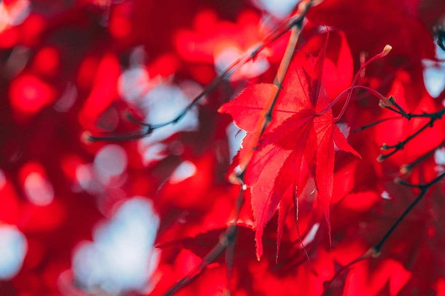 Herbst, Blätter, Laub, Baum, Rote Blätter, Ahornblätter, Herbstblätter, Herbstlaub, Herbstsaison, Natur