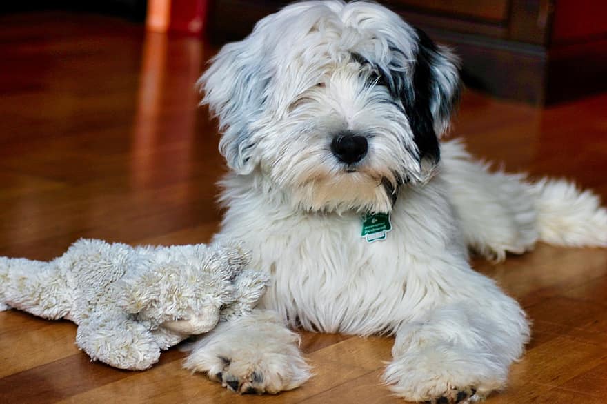 Dog, Fur, Tibet Terrier, Breed, Canine, Pet, Animal, cute, pets, puppy, purebred dog