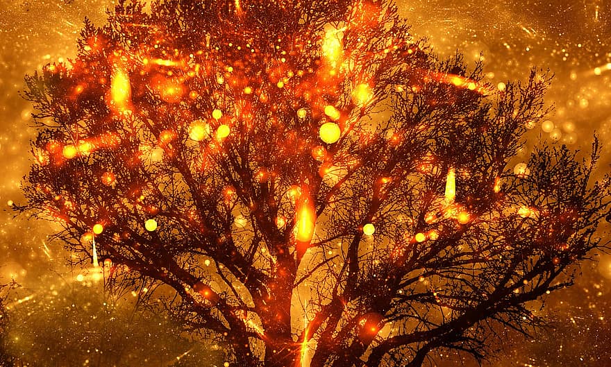 나무, 불, 반딧불이, 가지, 자연, 황금의, 타고 있는, 배경, 밤, 축하, 시즌