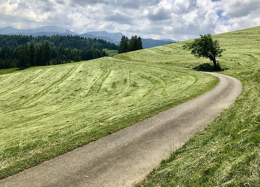 luncă, Alpi, Allgäu, Germania, mediu rural, iarbă, rural, peisaj, Culoarea verde, vară, Munte