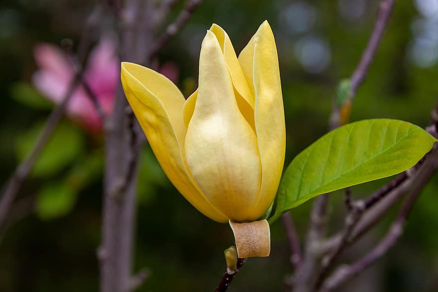 květ, magnólie, žlutý květ, žlutá magnolie, zahrada, Příroda, list, rostlina, detail, květu hlavy, letní
