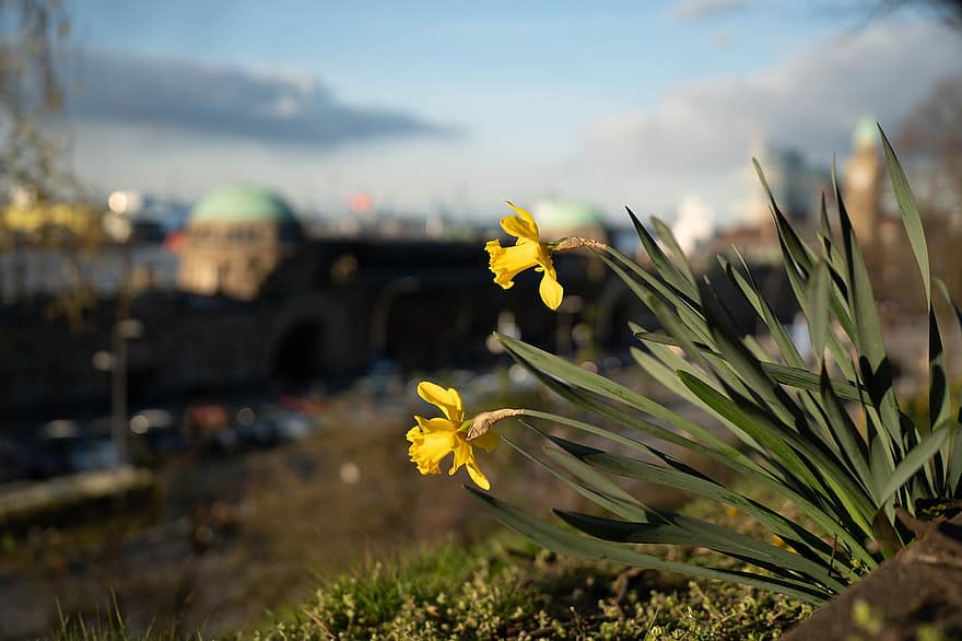 květ, narcisy, landungsbrücken, Hamburg