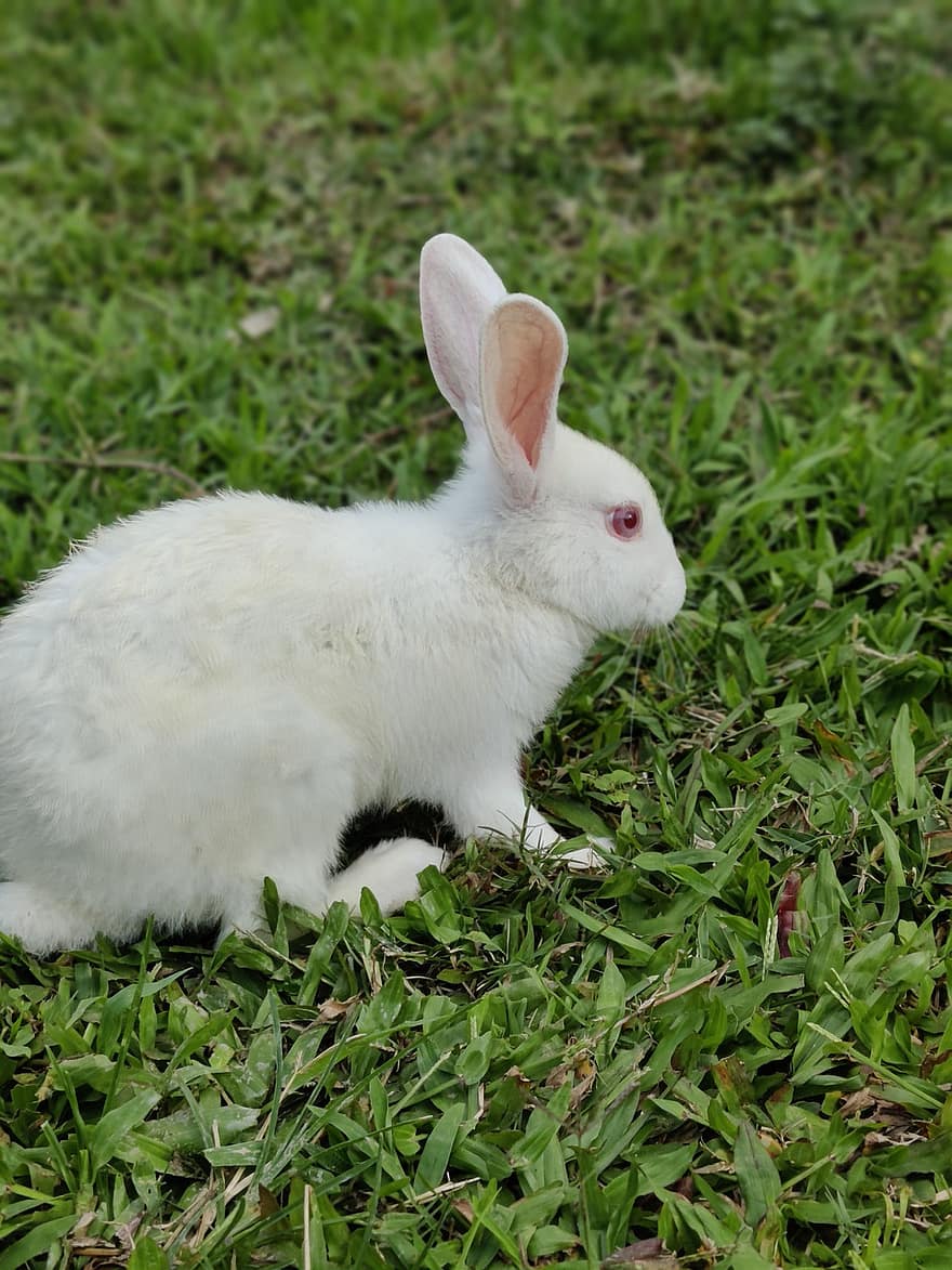 кролик, зайчик, газон, білий кролик, домашня тварина, тварина, ссавець