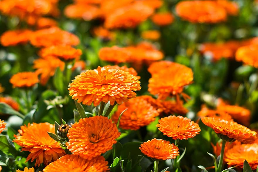 pot marigold, bunga-bunga, musim semi, bunga oranye, tanaman, alam, menanam, musim panas, merapatkan, bunga, kuning