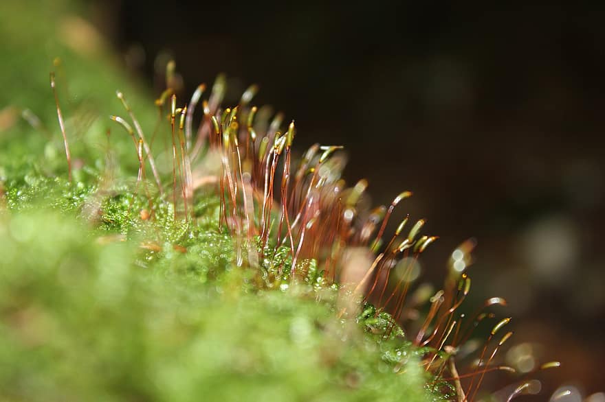 mousse, lichen, forêt, la nature, fermer, macro, plante, couleur verte, feuille, été, croissance