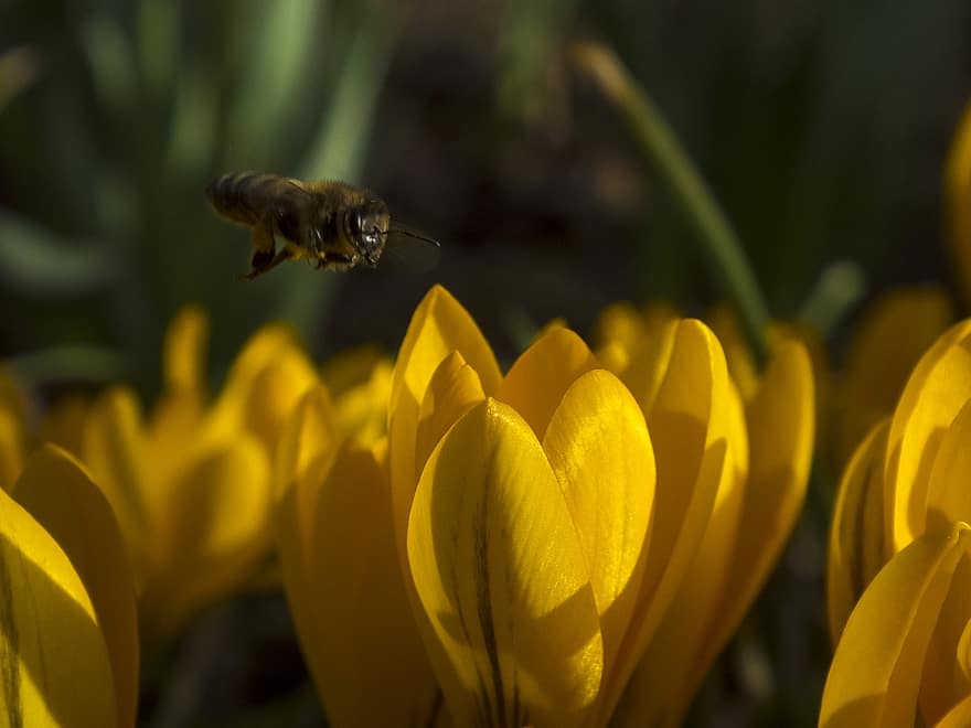 желтый крокус, пчела, опыление, крокусы, весна, цветы, желтые цветы, природа