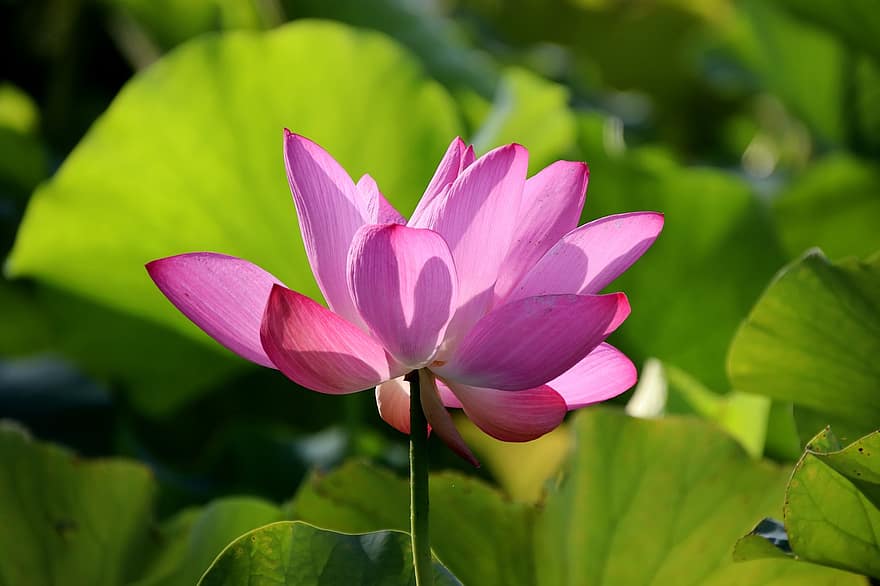 lotus, blomst, Lotus blomst, rosa blomst, petals, rosa petals, blomstre, akvatisk plante, flora, blad, anlegg