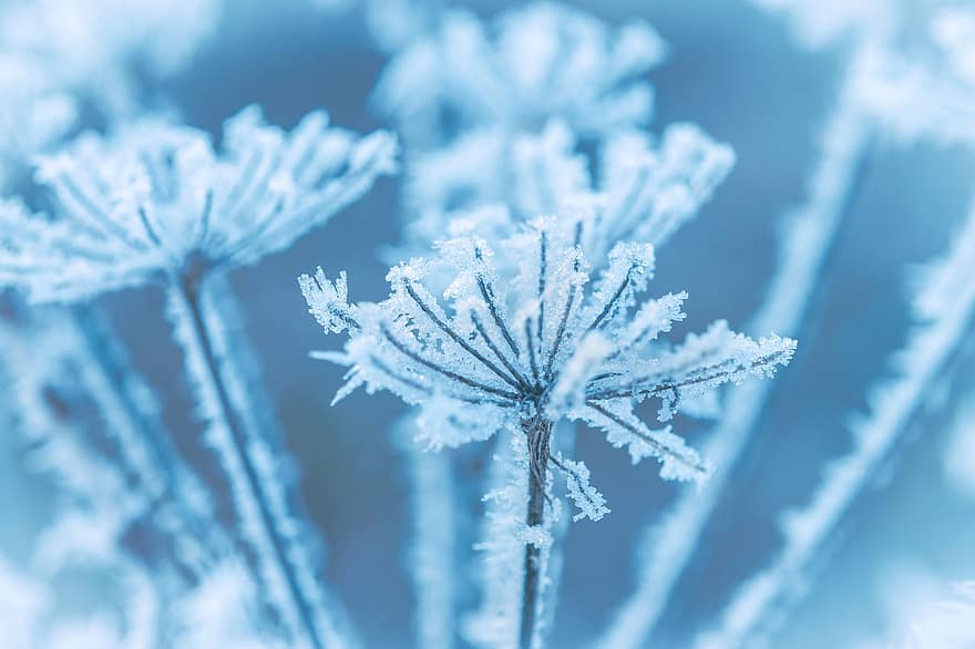 замороженное растение, мороз, зима, природа, макрос, закрыть, снег, холодно, белый, синий, снежно