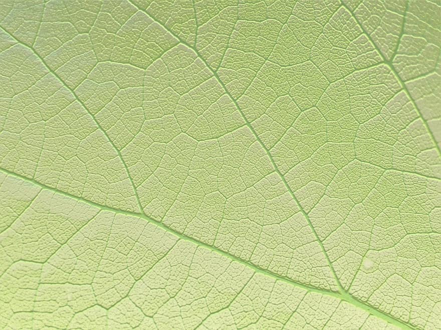лист, природа, зеленый, волна, блестящий, фон, свет, обои на стену, яркий, зеленый фон, зеленый свет