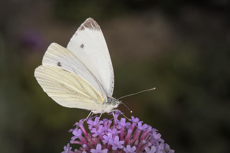 borboleta branca com veias verdes, flores, polinização, borboleta, Flor, flor, natureza, macro
