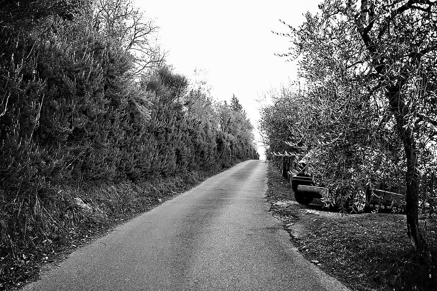 Florence, Road, Countryside, Black And White, Tuscany, tree, forest, landscape, transportation, rural scene, travel