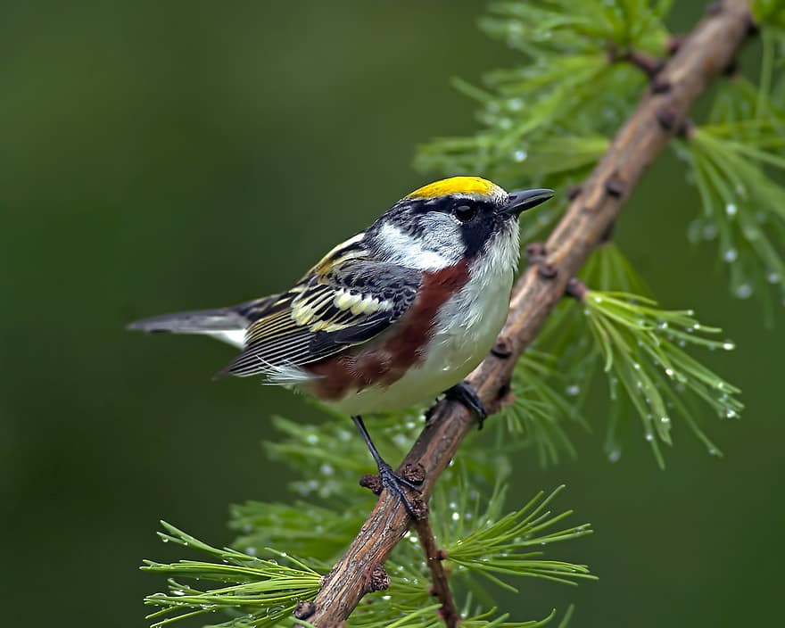 Chestnut-sided Warbler, Warbler, Bird, Perched, Animal, Feathers, Plumage, Beak, Bill, Bird Watching, Ornithology