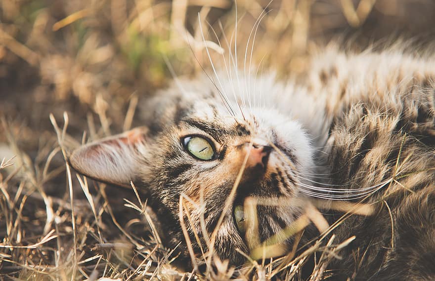 katt, gress, ligger ned, kattens øyne, feline, kattunge, hvile, kjæledyr, pus, portrett, kattportrett