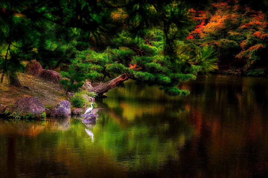 Japanese Garden, Crane, Garden, Pond, Japan, Bird, Serene, forest, tree, water, green color