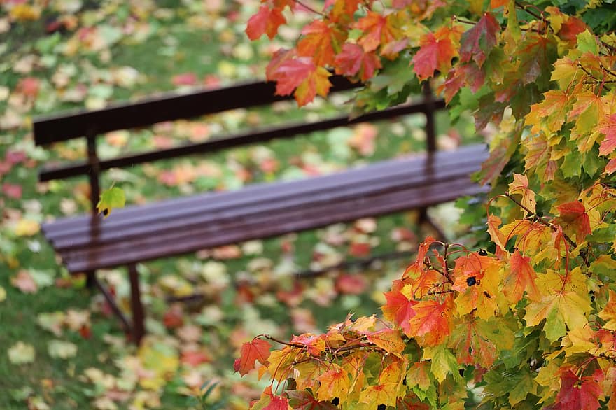 ősz, lombozat, park, esik, levél növényen, sárga, évszak, többszínű, fa, október, erdő