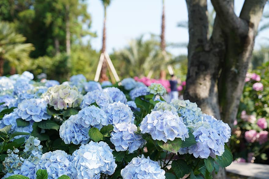 hydrangeas, mėlynos gėlės, sodas, žiedlapių, mėlyni žiedlapiai, žydi, žiedas, flora, augalai