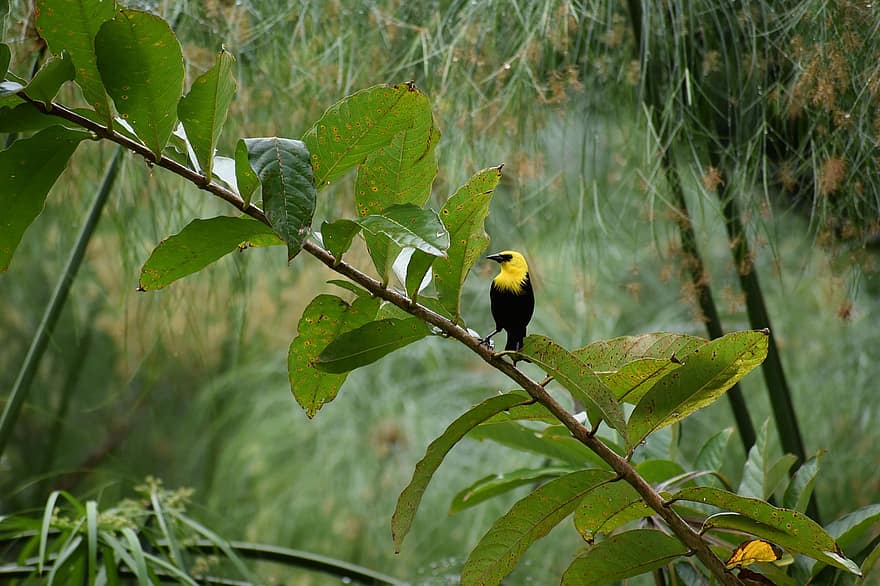 पीले हुड वाला ब्लैकबर्ड, चिड़िया, शाखाओं, बैठे, झुका हुआ पक्षी, छोटा पक्षी, एवेन्यू, एवियन, पक्षीविज्ञान, पंछी देखना, जानवर