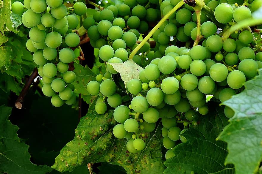 Grapes, Fruit, Grapevine, Vine, Healthy, Sweet, Harvest, Green, Ripe, Leaf, Food
