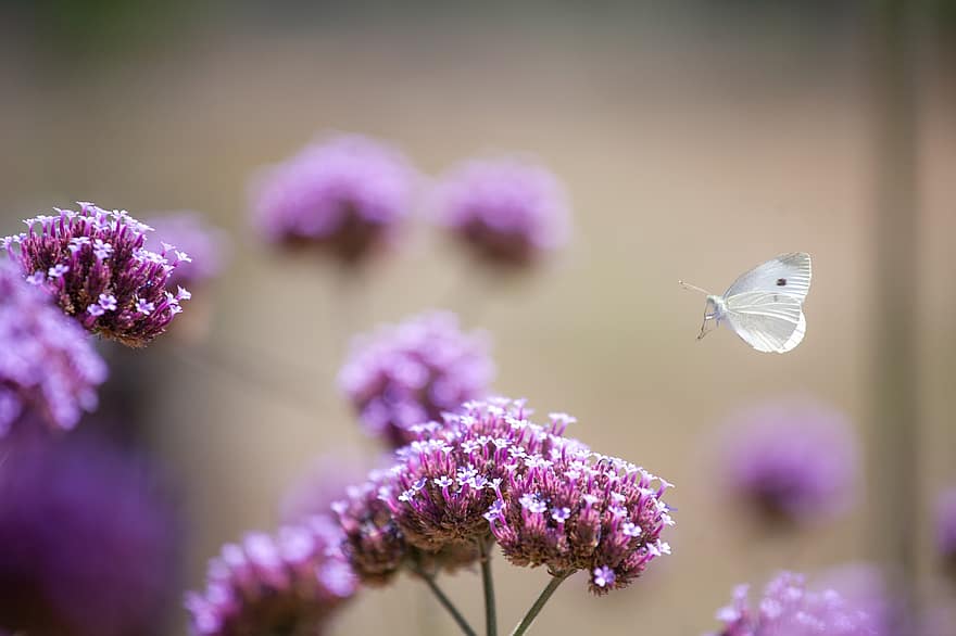 Butterfly, Flying, Flowers, Insect, Animal, Wings, Plant, Garden, Nature