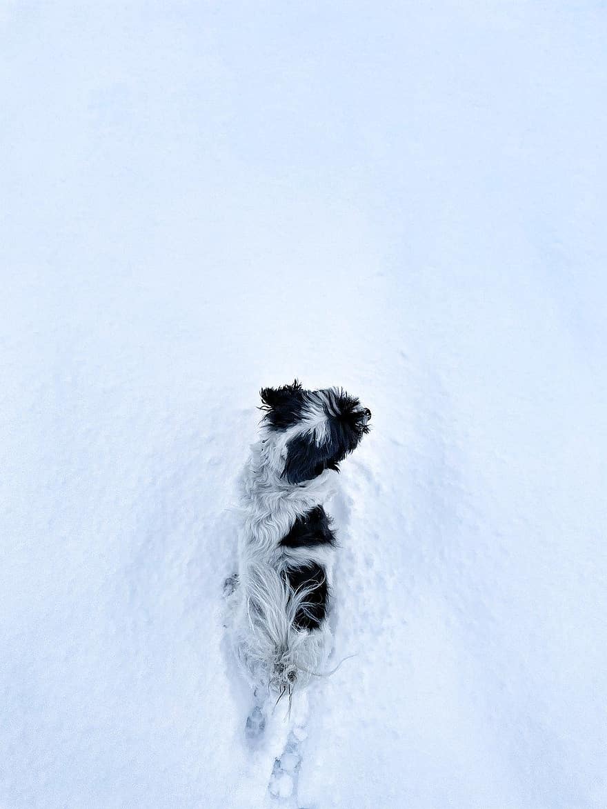 雪、冬、犬、ペット、自然