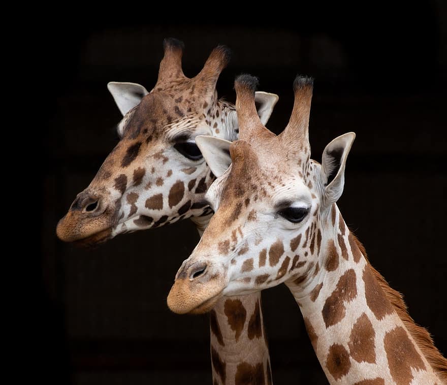 giraffa, collo lungo, rothschild giraffa, corna, collo, animale, mammifero, natura, zoo, safari, alto