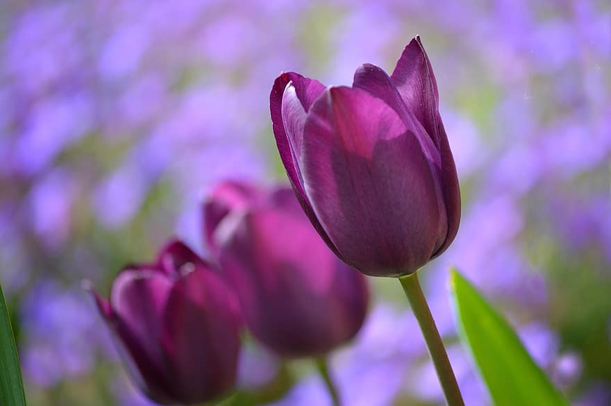 tulipaner, Burgunder tulipaner, burgunderblomster, blomster, vårblomster, vår, blomstrer, hage, natur, flora, Spring Bloomers