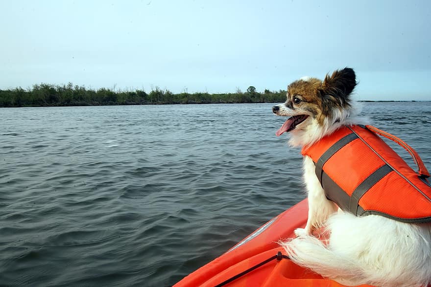 cane, animale domestico, kayak, lago, canino