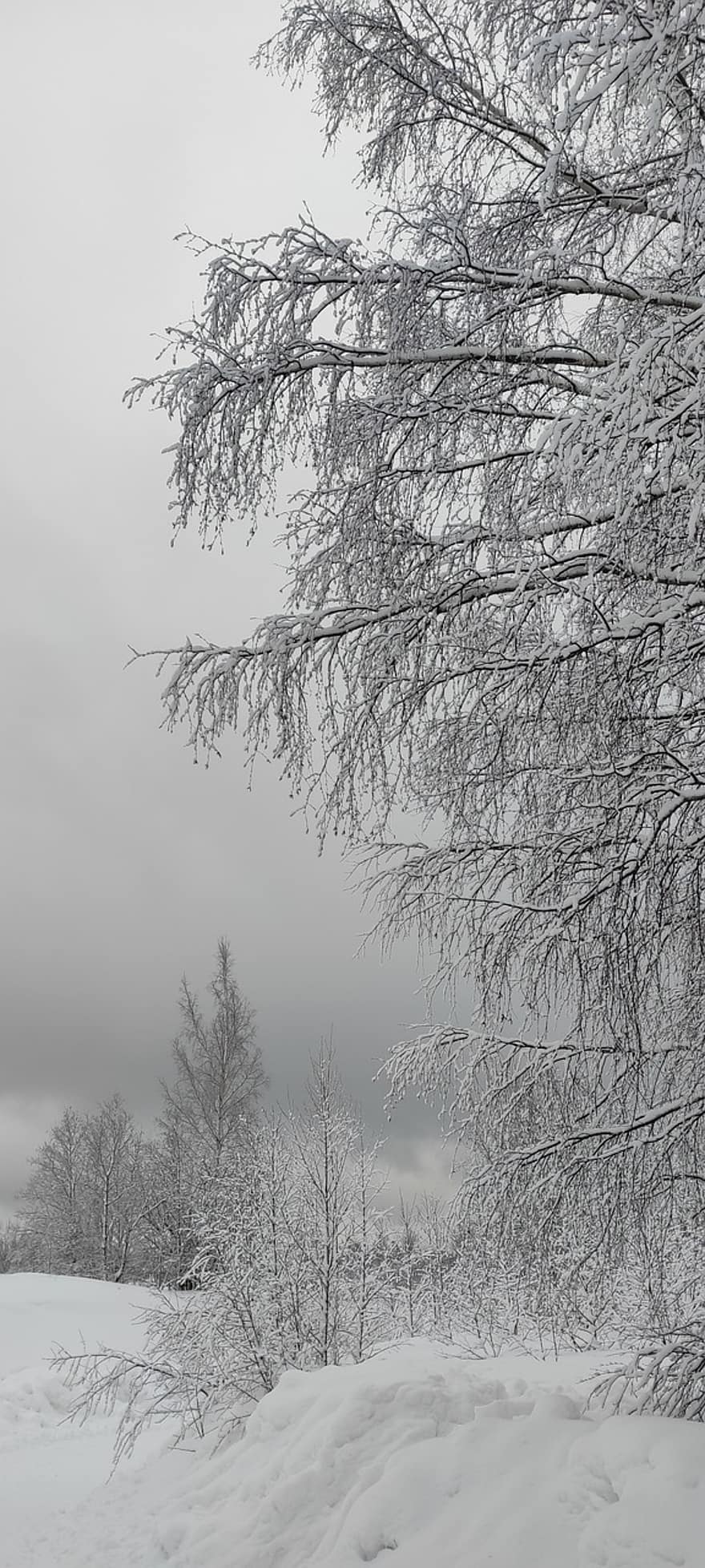 Winter, Nature, Season, Snow, Trees, Outdoors, tree, forest, landscape, frost, branch