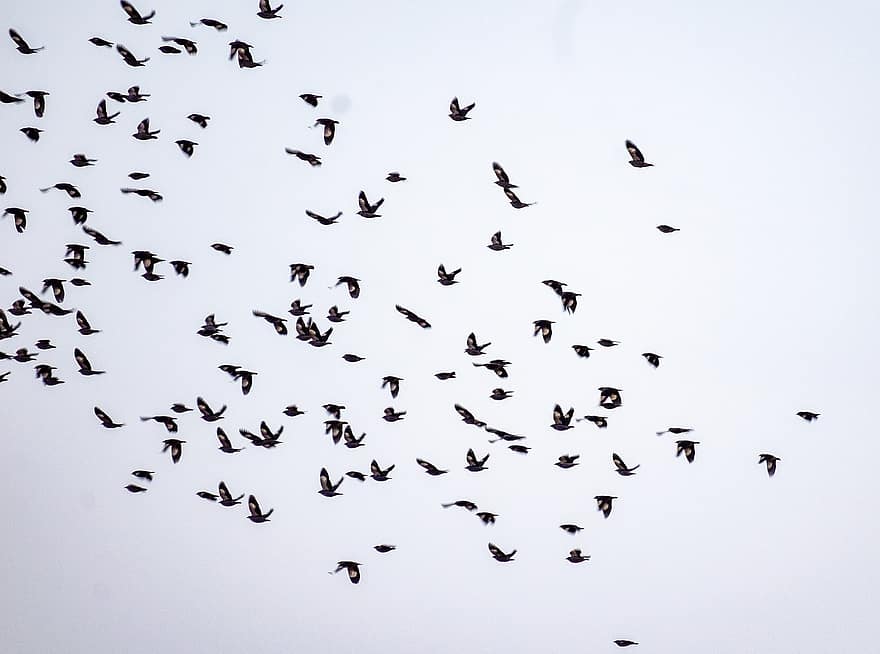 鳥、鳥が群がる、マイナフロック、飛んでいる鳥、フライト、群れ、羽毛