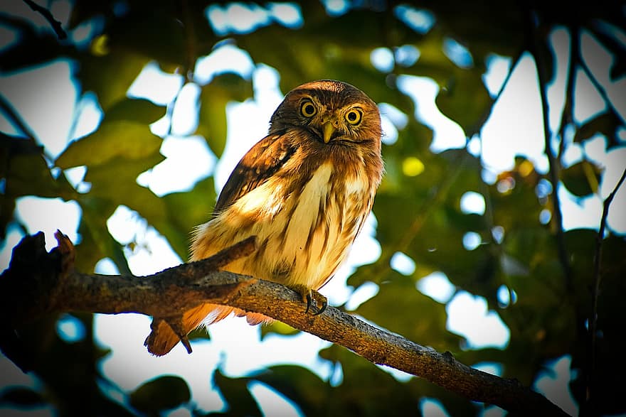 Owl, Bird, Branch, Perched, Animal, Bird Of Prey, Wildlife, Feathers, Plumage, Tree, Wild