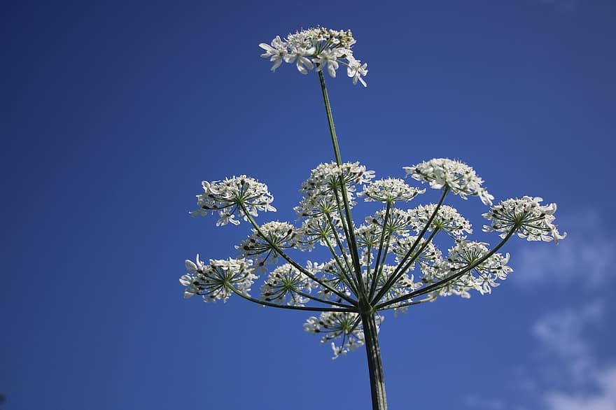 Hogweed, Flowers, Plant, Flora, Blue Sky, Nature, White Flowers, Bloom, flower, close-up, blue