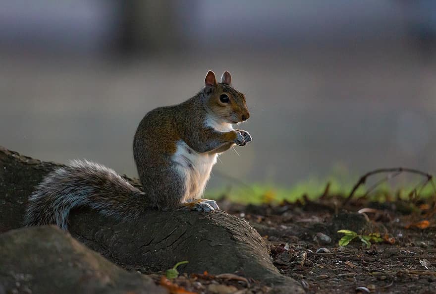 écureuil gris, observation des écureuils, écureuil dans l'arbre, écureuil, mignonne, gris, sauvage, marron, mammifère, faune, velu