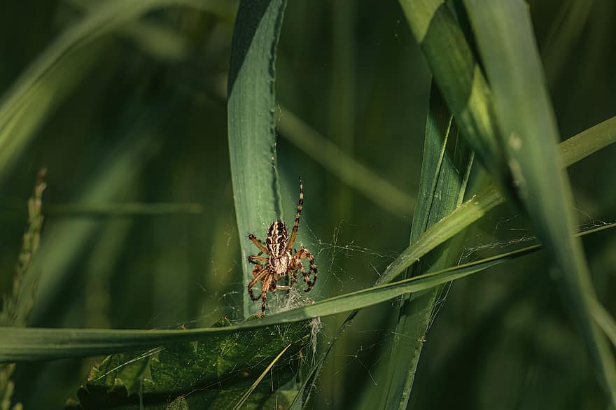 serangga, laba-laba, ilmu serangga, makro, merapatkan, jaring laba-laba, warna hijau, arakhnida, daun, binatang di alam liar, embun