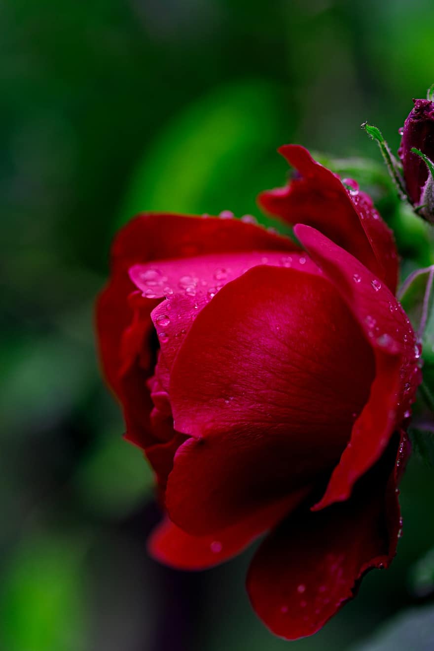 τριαντάφυλλο, κόκκινα πέταλα, λουλούδι, άνθος, ανθίζω, φυτό, κήπος, φύση, ευώδης, χλωρίδα, βοτανική