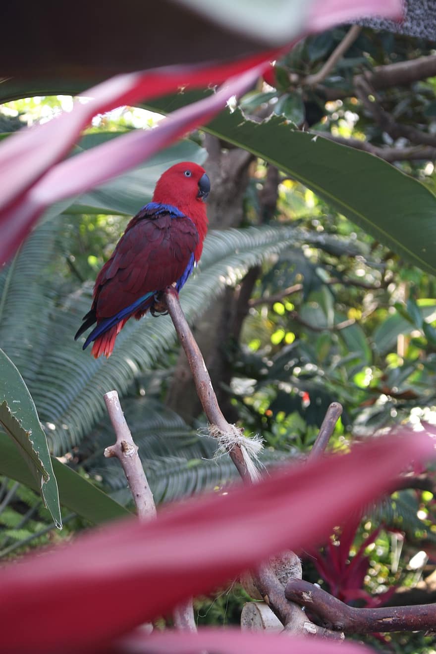 Macaw, Bird, Parrot, Bird Exotic, Ave, Nature, Color, Zoo, Peak, Plumage, Exotic