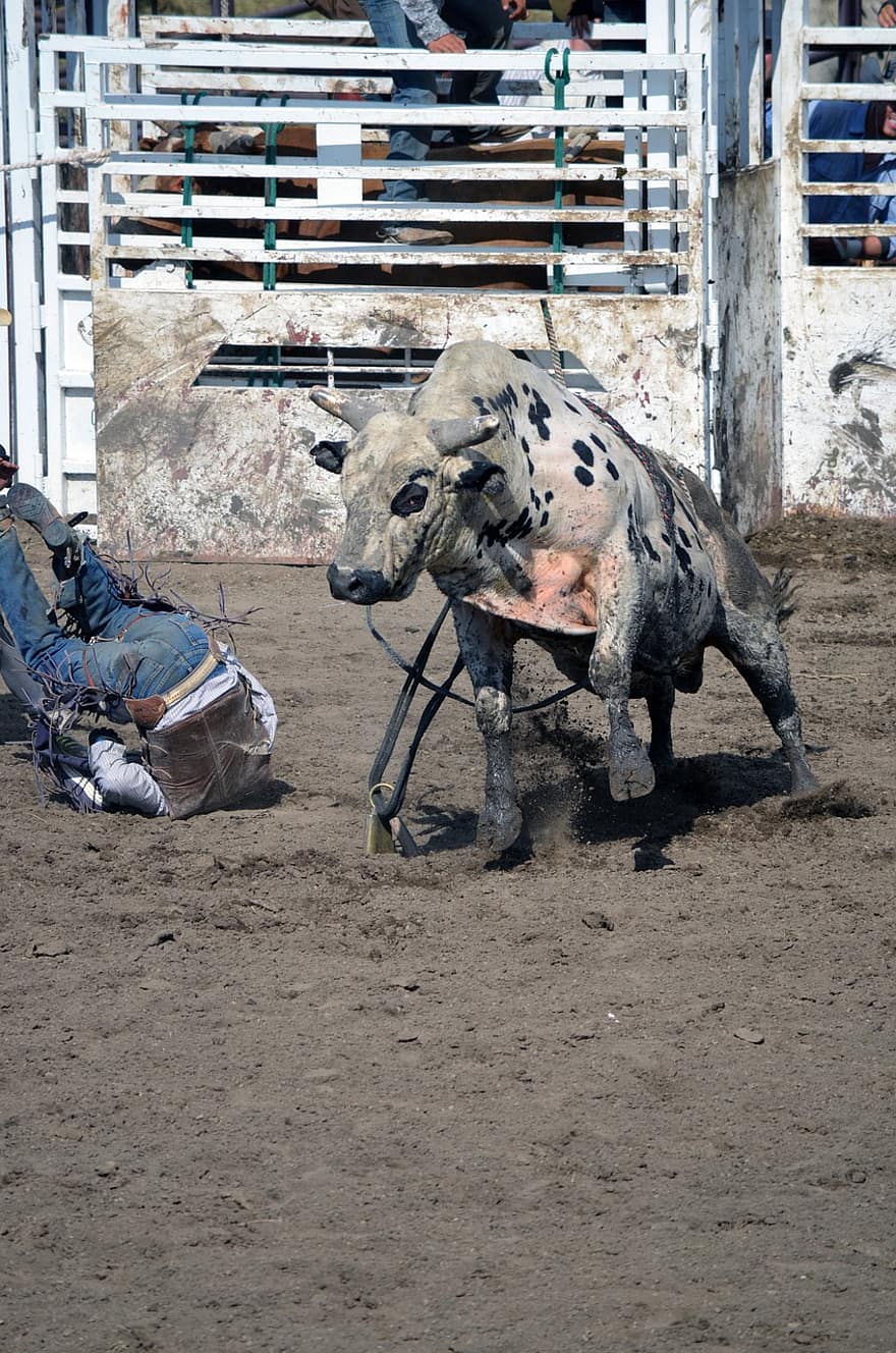 tjurridning, rodeo, calgary stampede, calgary, ryttare, tjur, djur-, arena, bruka, boskap, nötkreatur