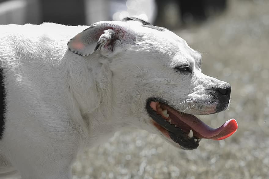 Stafford Mongrel, hond, zwart en wit, dier, huisdier, portret, snuit, neus-, ogen, race, dierenportret