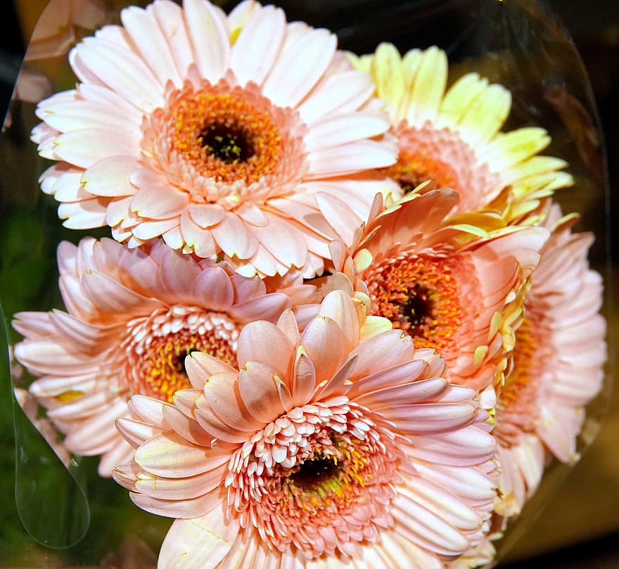 Gerbera, Flowers, Plants, Transvaal Daisy, Pink Flowers, Petals, Blossom, Bloom, Nature, close-up, plant