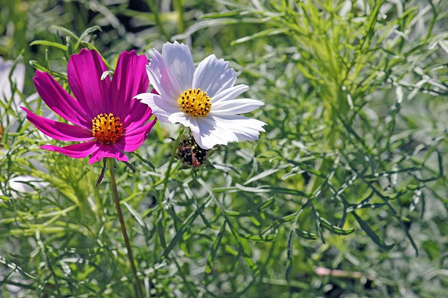 Flowers, Petals, Stem, Plants, Grass, Insect, Bug, Nature, Bloom, Flora, Botany