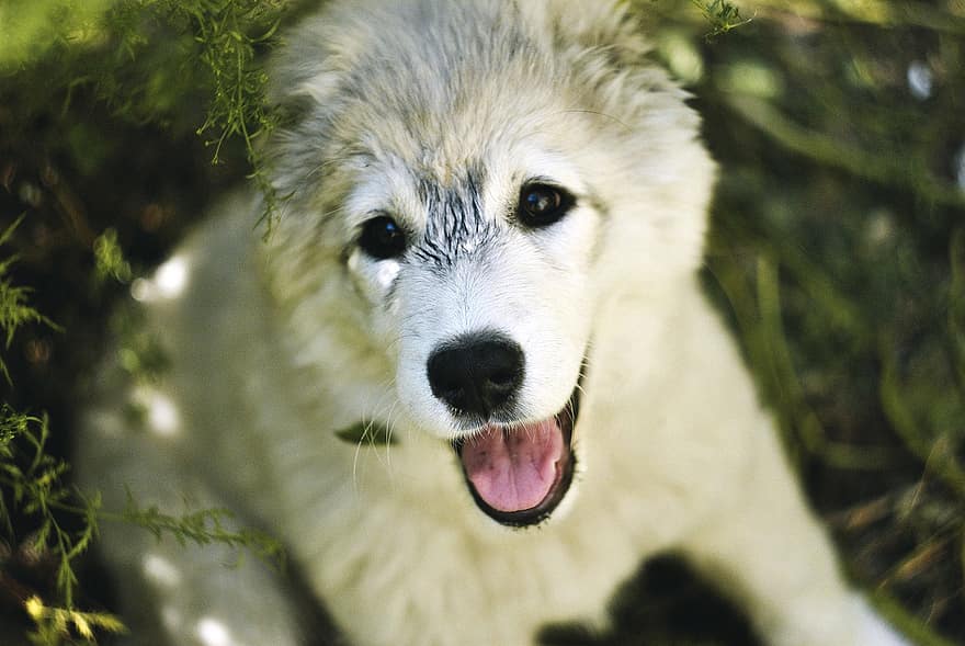 犬、子犬、白人の羊飼いの犬、草、犬歯、ペット、可愛い、純血種の犬、家畜、見ている、一匹の動物