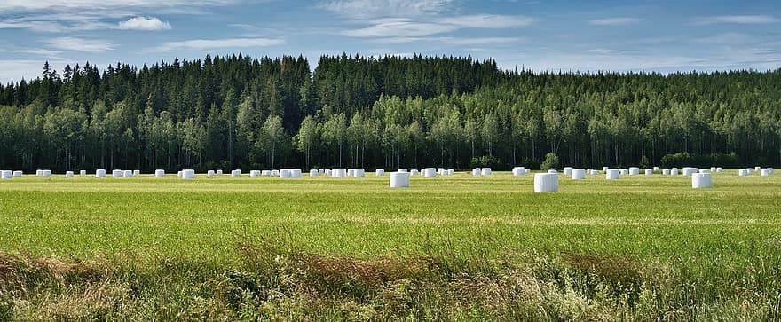 Field, Round Bales, Harvest, Wrapped Bales, Hay, Farm, Agriculture, Rural, Countryside, Landscape, Trees